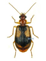 하늘십자무늬먼지벌레 - Lebia idae