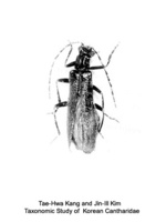 Pseudoabsidia ussurica - OO병대벌레