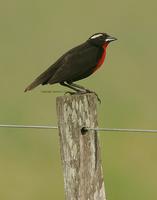 White-browed Blackbird