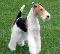 Fox Terrier (Wire)