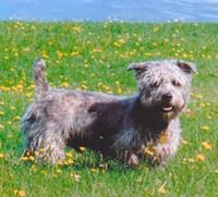 Glen of Imaal Terrier