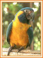 Caninde macaw. Guacamayo caninde. Ara glaucogularis para venta de aves.