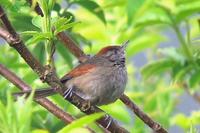 Silvery-throated Spinetail