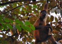 Spider Monkey close-up  