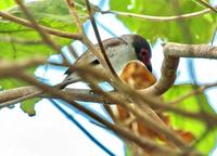 Female Masked Tityra  