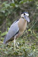 Boat-billed Heron (Cochlearius cochlearis)