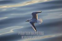 black headed gull ( Larus ridibundus ) in flight stock photo