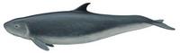 Kogia sima (Dwarf Sperm Whale)