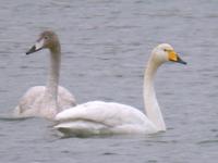 큰고니 Cygnus cygnus | whooper swan