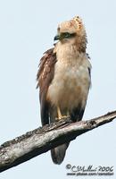 Philippine Serpent-Eagle Spilornis holospilus Endemic