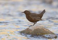 Brown dipper C20D 02227.jpg