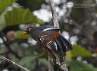 Chestnut-capped Laughingthrush