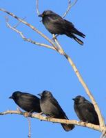 Daurian Jackdaws, first-winter plumage.