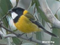 Golden Whistler