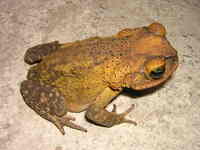 : Bufo taladai; Sapo
