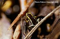 : Eleutherodactylus iberia