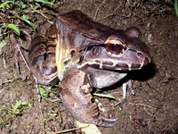 : Leptodactylus savagei; Savage's Thin-toed Frog