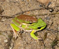 : Litoria fallax; Eastern Dwarf Tree Frog