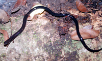 : Oedipina taylori