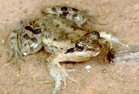 : Phrynobatrachus perpalmatus