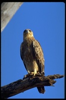 : Aquila rapax; Tawny Eagle