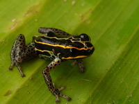 : Ranitomeya biolat; Bamboo Poison Frog