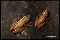 : Scinax squalirostris
