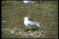 : Larus canus brachyrhynchus; Mew Gull