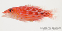 : Pseudocheilinus octotaenia