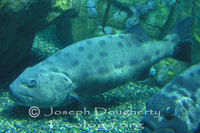 : Stereolepis gigas; Giant Sea Bass