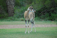 : Damaliscus dorcas dorcas; Bontebok