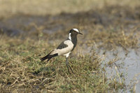 : Vanellus armatus; Blacksmith Plover