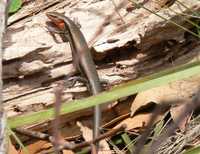 : Acritoscincus platynotum; Red-throated Skink