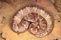 : Bothrops neuwiedi pauloensis