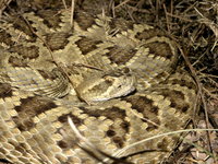 : Crotalus scutulatus scutulatus; Mojave Rattlesnake