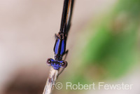 : Argia fumipennis; Variable Dancer