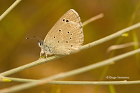 : Glaucopsyche melanops; Black-eyed Blue