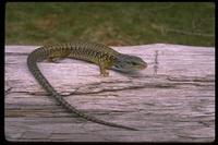 : Elgaria coerulea shastensis; Shasta Allligator Lizard