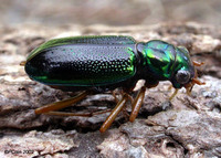 : Megacephala virginica; Virginia Tiger Beetle