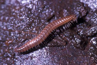 : Bollmanella sp.; Millipede;