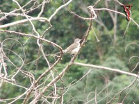 Yellow Wagtail(Motacilla flava)