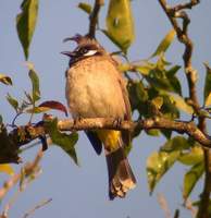 Himalayan Bulbul (Pycnonotus leucogenys) 2005. január 8. Ramnagar