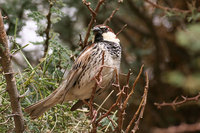 Spanish Sparrow