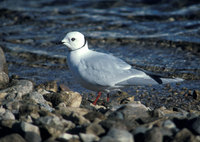 Ross's Gull (Rhodostethia rosea)