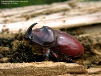 Næsehornsbille (Oryctes nasicornis) Foto/billede af