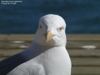 Sølvmåge (Larus argentatus) Foto/billede af