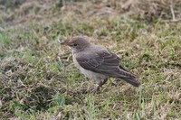 Rose-Coloured Starling