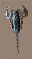 Euscorpius italicus