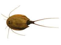 Triops cancriformis