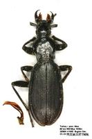Carabus deuvei hajdaji